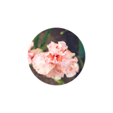 花香調 ╵ Floral