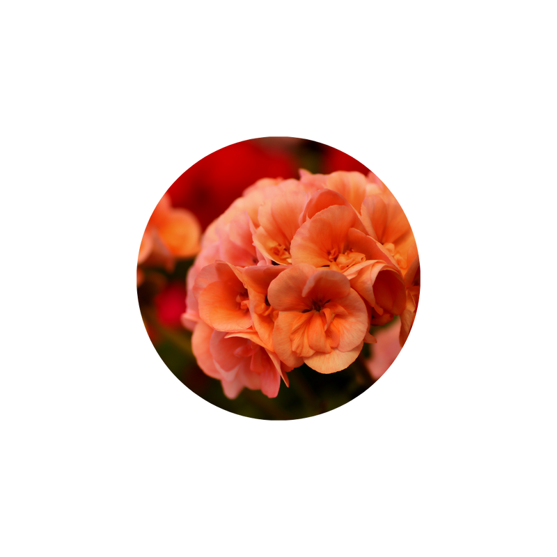 花香調 ╵ Floral