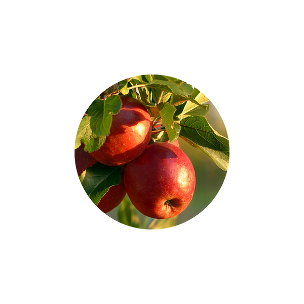 水果調 ╵ Fruity