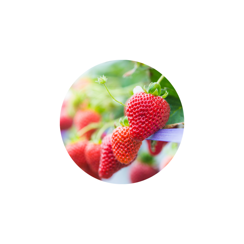 水果調 ╵ Fruity
